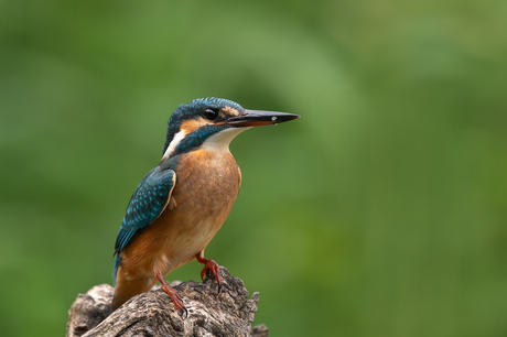 IJdvogel