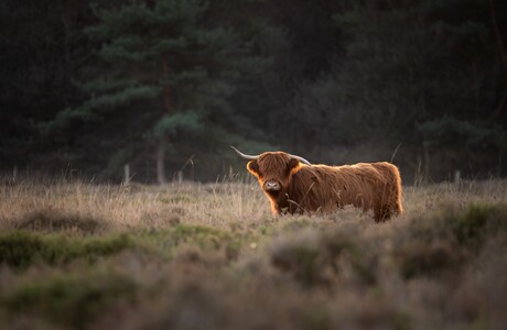 Schotse Hooglander