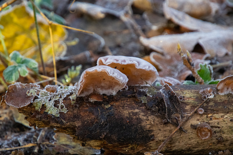 frozen ears