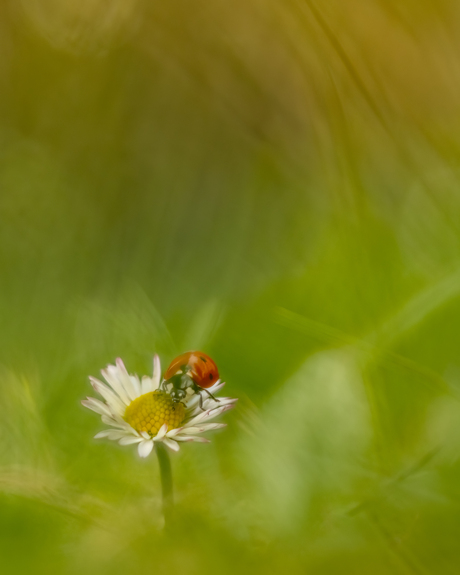 Kleine dromerige wereld