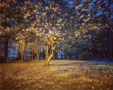 Tulpenboom op de Veluwe