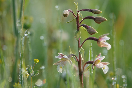 Moeraswespenorchis, zeldzame bloemenpracht vlak bij huis