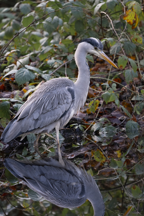 Jagende Blauwe Reiger