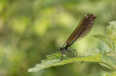 Mrs Beautiful Demoiselle