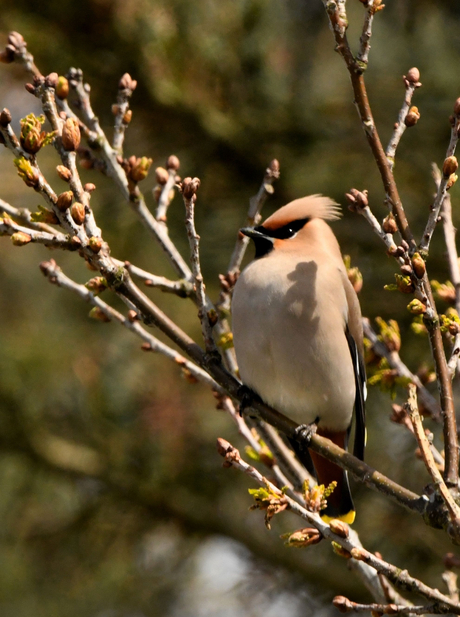 Pestvogel 