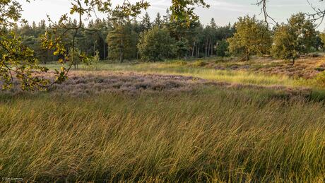 Toch nog heide ---