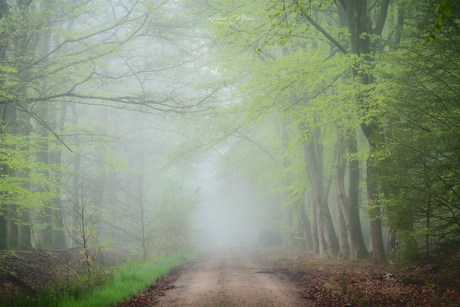 Mist in het bos