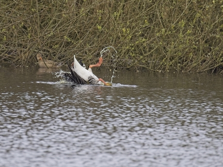 Synchroon zwemende eend