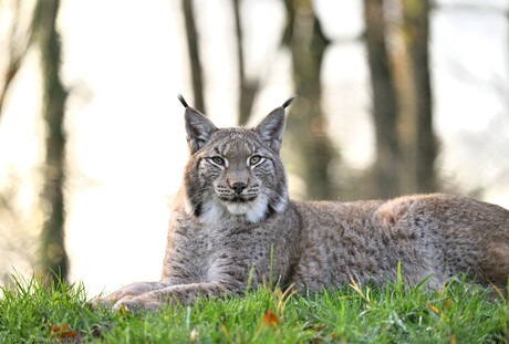 Lynx Hangout