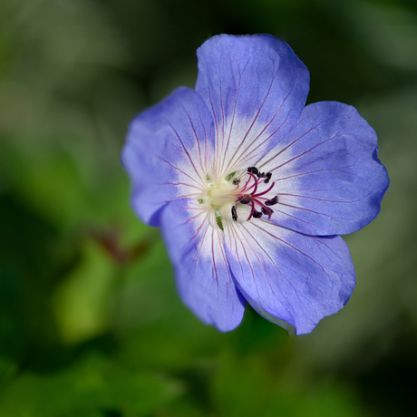 Geranium Rozanne