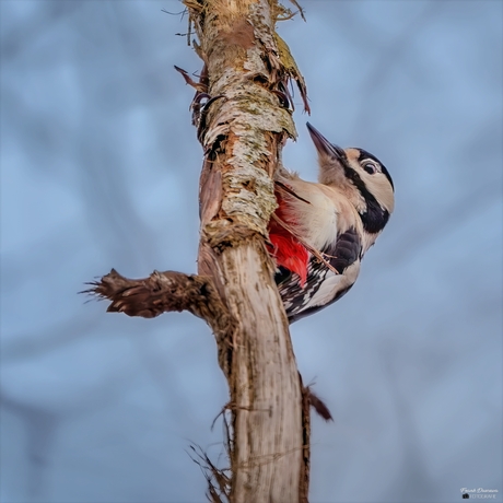 Focus op de grote bonte specht.