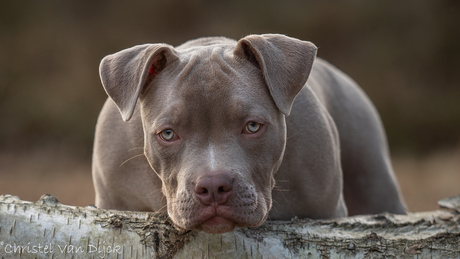 American bully