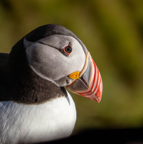 Portret van papegaaiduiker