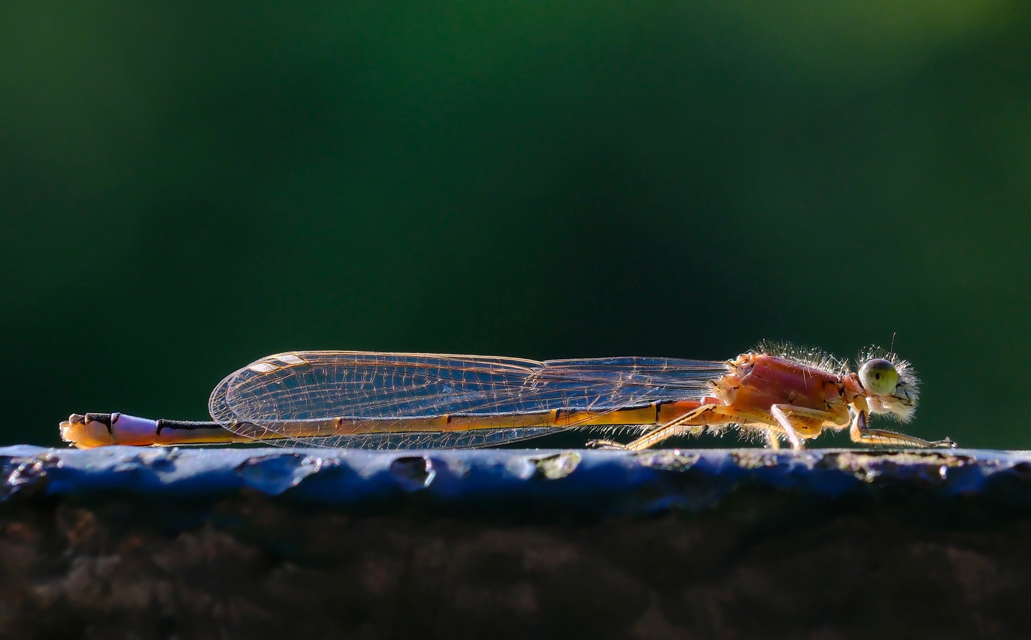 Rust - Dit vrouwtje Lantaarntje geniet van de zachte ochtendzon. - foto door MarcVandenberghe op 16-05-2024 - locatie: Brussel, België - deze foto bevat: insect, geleedpotige, libellen en damseflies, plaag, vleugel, plant, parasiet, terrestrische plant, detailopname, elektrisch blauw