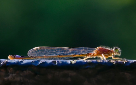 Rust - Dit vrouwtje Lantaarntje geniet van de zachte ochtendzon. - foto door MarcVandenberghe op 16-05-2024 - locatie: Brussel, België - deze foto bevat: insect, geleedpotige, libellen en damseflies, plaag, vleugel, plant, parasiet, terrestrische plant, detailopname, elektrisch blauw