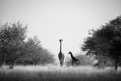 giraffe met jong in savanne landschap