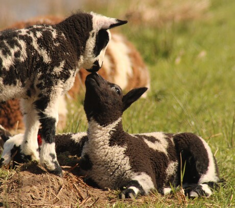 Lammetjes die elkaar lief vinden