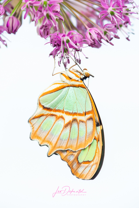 Op de rand van het begin