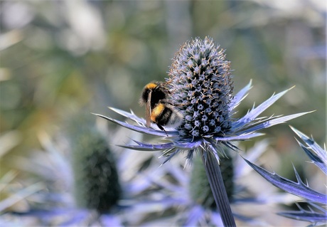 Aardhommel op Kruisdistel