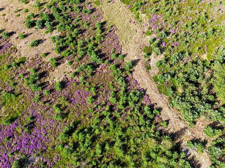 Heide in het Drents Friese Wold