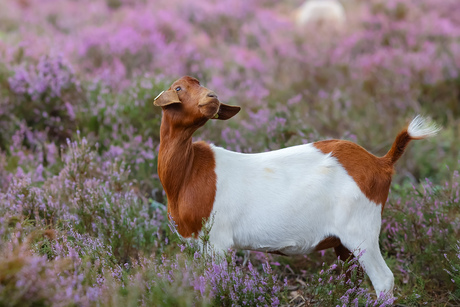 Poserende geit op de Sallandse Heuvelrug tussen de paarse heide 