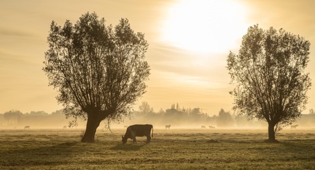 Zonsopkomst Alblasserwaard 