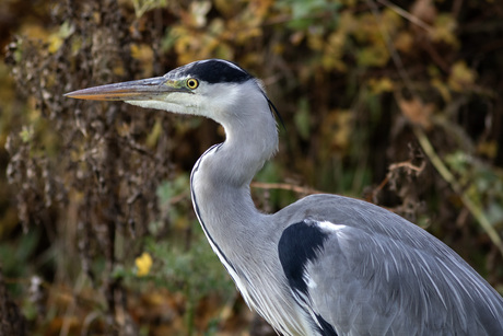 Reiger