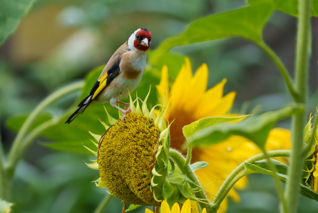 Putter/Distelvink op de zonnebloem.