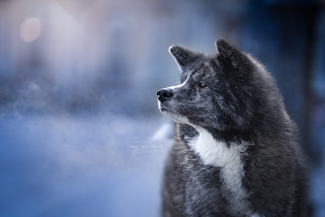 Akita Pepper on a cold morning in Paris