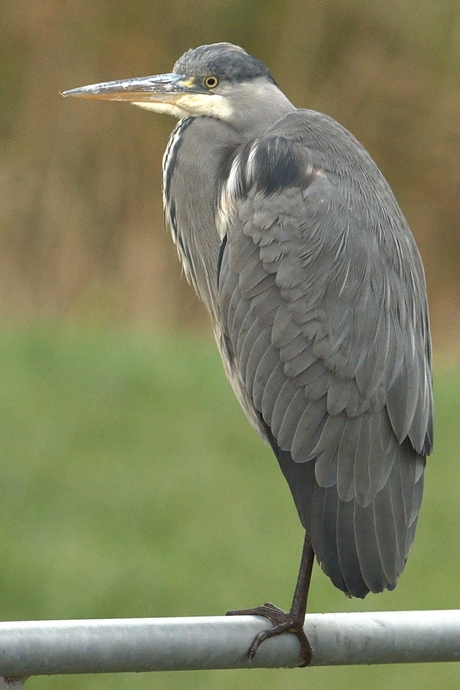 Blauwe reiger