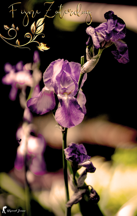Being in bloom