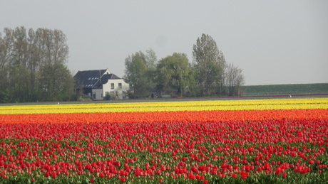 bollenveld