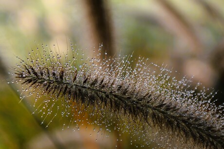 Grasdruppeltjes