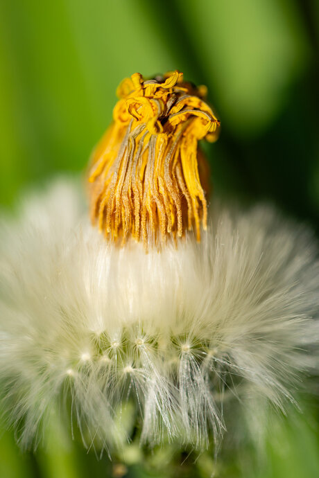 Paardenbloem
