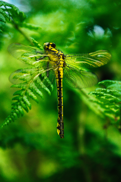 Libelle in de natuur