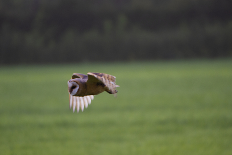 Uil, 's morgens vroeg om 06:15 uur (I)