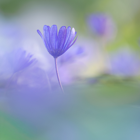 Anemoontjes in de tuin.