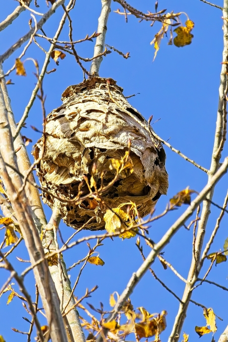 Aziatische hoornaar nest
