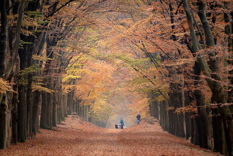 Herfstkleuren