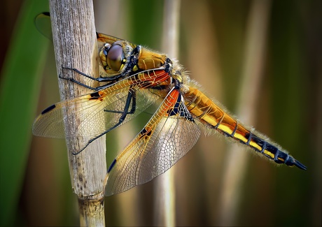 Rust op een Riet