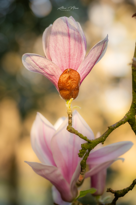 Magnolia