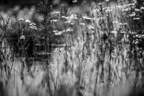 hoog water meinderswijk