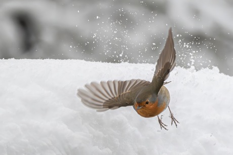 Roodborstje in de sneeuw 