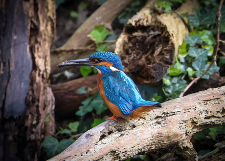 Ijsvogel