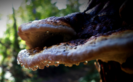 Paddestoelen tijd ❤️