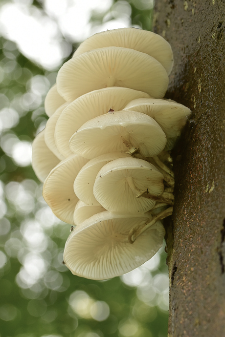 Paddenstoelen 