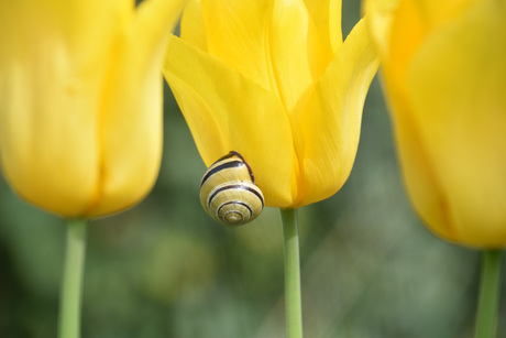 Tulp en slak