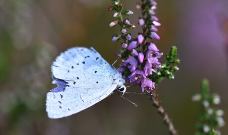 Boomblauwtje ondersteboven 