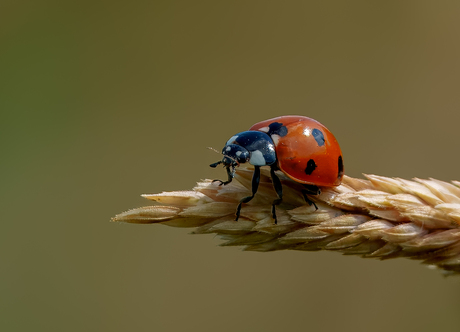 Lieveheersbeestje in het graanveld.