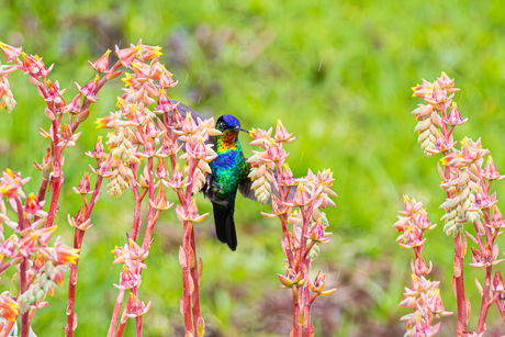 Fiery-Throated Hummingbird
